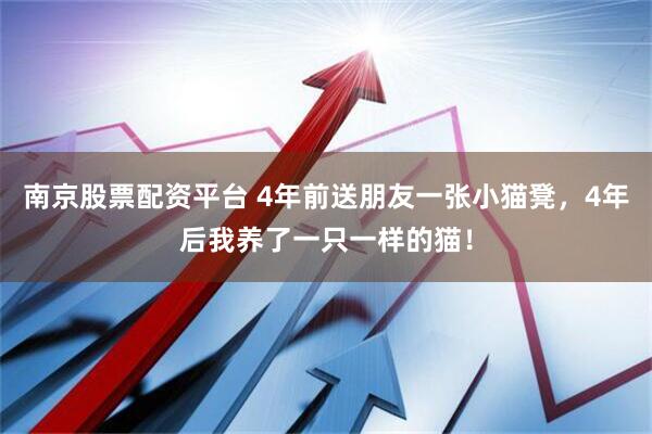 南京股票配资平台 4年前送朋友一张小猫凳，4年后我养了一只一样的猫！